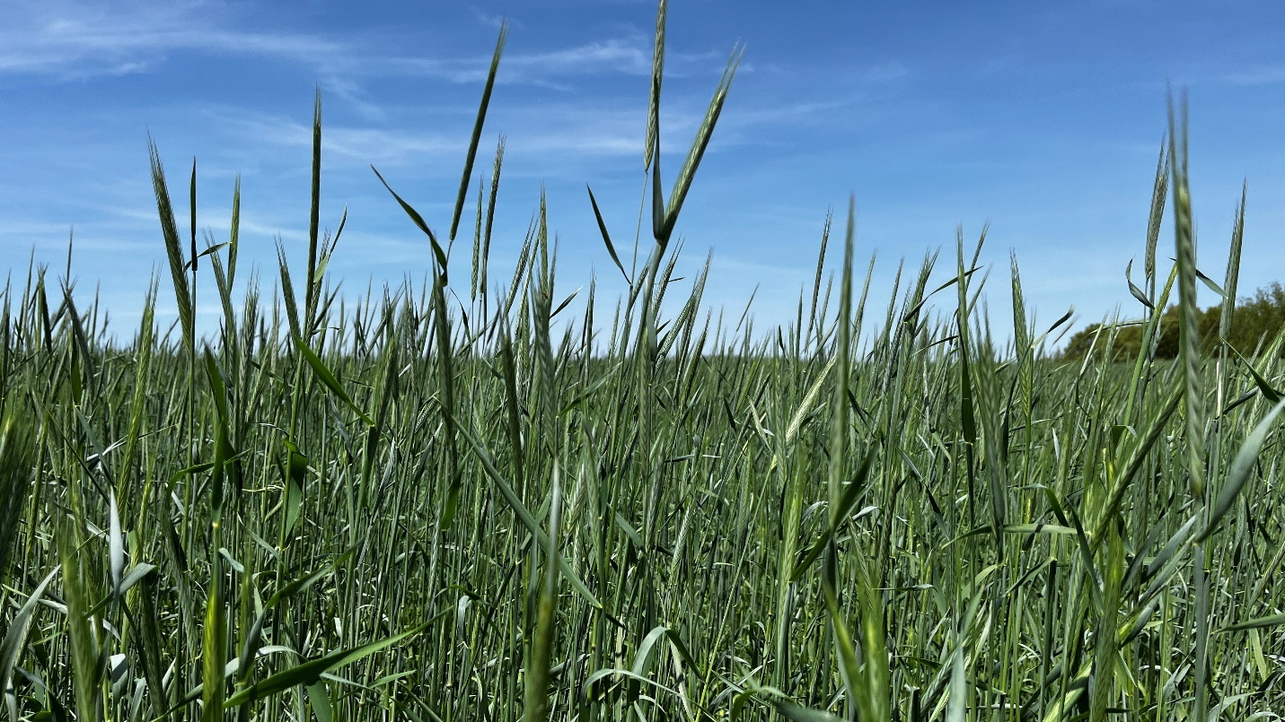 Cereal rye.